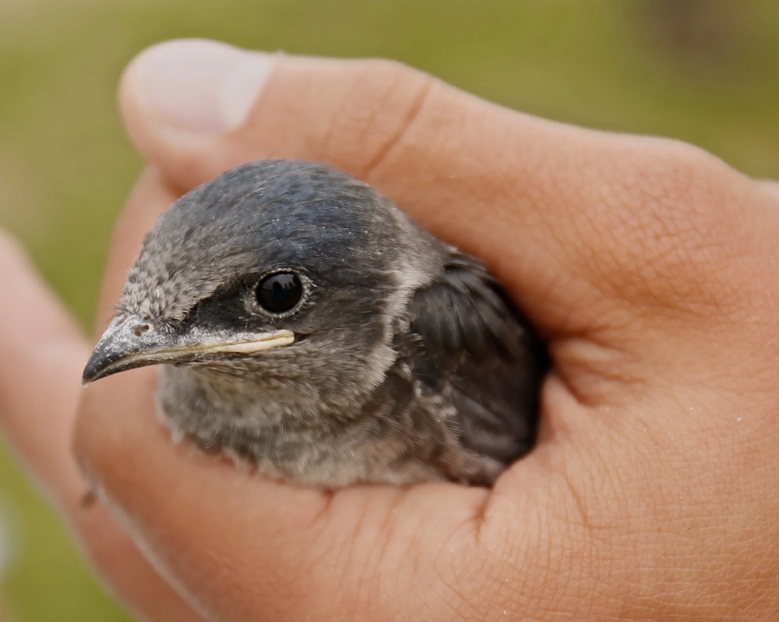 Dick Nikolai: Desperately Seeking Purple Martins & Their Landlords
